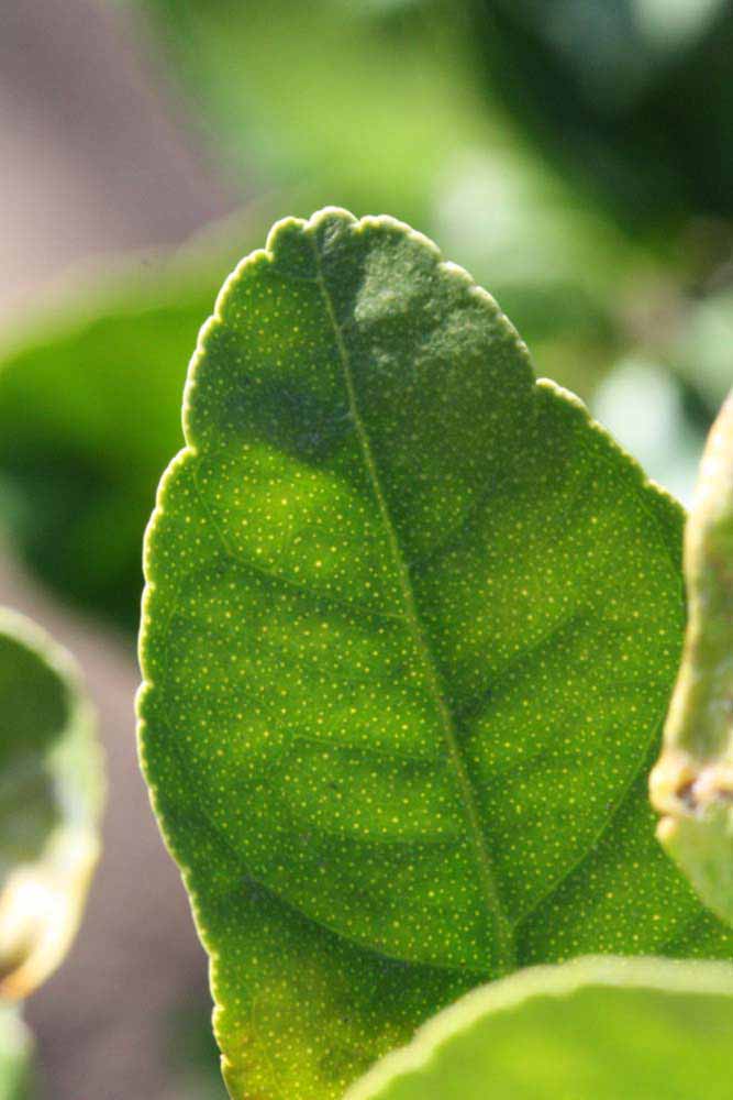            Margin (Thornless Mexican lime, Riverside, CA)   